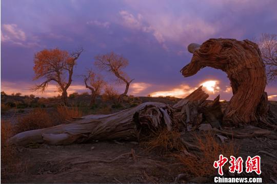 胡楊樹挺拔高大，蒼勁古樸，素有“生而不死一千年，死而不倒一千年，倒而不朽一千年”的美譽。　龐博 攝