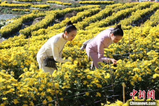 圖為游客聞花香。　陳阿娜 攝