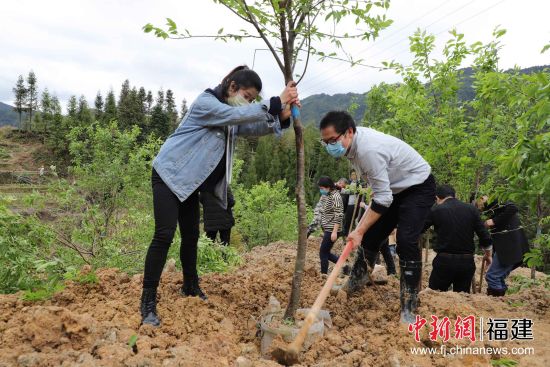 圖為機關(guān)干部職工三兩協(xié)作，揮鍬鏟土、扶苗培土。黃起青 攝