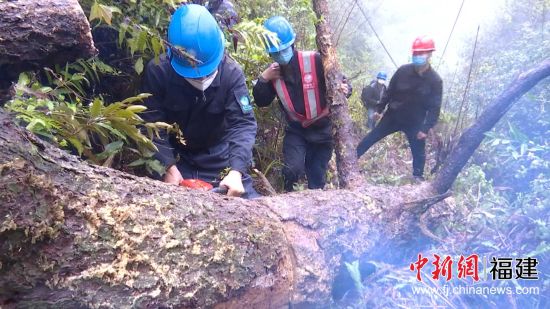 國網(wǎng)寧化縣供電公司對壓到10千伏供電線路的倒伏百年枯木緊急處理。羅健雄 攝