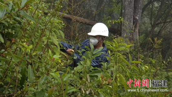 國網(wǎng)寧化縣供電公司對被百年枯木壓到的10千伏供電線路緊急搶修。羅健雄 攝